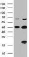Chromosome 4 Open Reading Frame 36 antibody, TA808243S, Origene, Western Blot image 