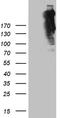 Spectrin alpha chain, brain antibody, TA812019, Origene, Western Blot image 