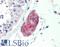 C1q And TNF Related 1 antibody, LS-B463, Lifespan Biosciences, Immunohistochemistry frozen image 