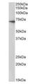 ATP Binding Cassette Subfamily G Member 2 (Junior Blood Group) antibody, orb233596, Biorbyt, Western Blot image 