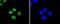 Ubiquitin Conjugating Enzyme E2 I antibody, NBP2-67564, Novus Biologicals, Immunofluorescence image 