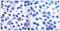p65 antibody, TA312410, Origene, Immunohistochemistry frozen image 