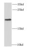 Mitochondrial Ribosomal Protein L11 antibody, FNab05314, FineTest, Western Blot image 