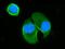 BLNK antibody, A03630-2, Boster Biological Technology, Immunofluorescence image 