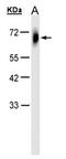 Tripartite Motif Containing 23 antibody, orb73918, Biorbyt, Western Blot image 