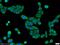 Xyloside Xylosyltransferase 1 antibody, 20913-1-AP, Proteintech Group, Immunofluorescence image 