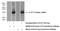 Interleukin-1 family member 7 antibody, 11863-1-AP, Proteintech Group, Western Blot image 