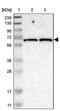 Intermediate Filament Family Orphan 2 antibody, PA5-53406, Invitrogen Antibodies, Western Blot image 