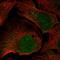 Fibroblast Growth Factor 5 antibody, HPA042442, Atlas Antibodies, Immunofluorescence image 