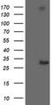 Regulatory Factor X Associated Ankyrin Containing Protein antibody, MA5-25864, Invitrogen Antibodies, Western Blot image 