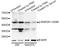 Mitogen-Activated Protein Kinase Kinase 1 antibody, STJ22231, St John