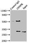 Centromere protein K antibody, LS-C675501, Lifespan Biosciences, Immunoprecipitation image 