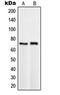 Transcription Factor 3 antibody, orb214644, Biorbyt, Western Blot image 