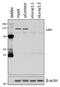 Lon Peptidase 1, Mitochondrial antibody, NBP2-50478, Novus Biologicals, Western Blot image 