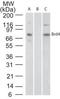 Bromodomain Containing 4 antibody, PA1-41403, Invitrogen Antibodies, Western Blot image 