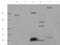 Mitogen-Activated Protein Kinase Kinase Kinase 11 antibody, orb6424, Biorbyt, Western Blot image 