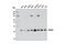 LIM Zinc Finger Domain Containing 1 antibody, 11890, Cell Signaling Technology, Western Blot image 