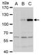 Dengue virus Type 2 NS5 protein antibody, NBP2-42900, Novus Biologicals, Western Blot image 