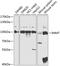 Inner Membrane Mitochondrial Protein antibody, 15-376, ProSci, Western Blot image 