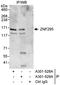 Zinc Finger And BTB Domain Containing 21 antibody, A301-528A, Bethyl Labs, Immunoprecipitation image 