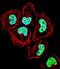 Zinc Finger Protein 155 antibody, PA5-35184, Invitrogen Antibodies, Immunofluorescence image 