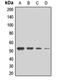 Monocarboxylate transporter 2 antibody, orb411977, Biorbyt, Western Blot image 