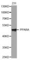Peroxisome Proliferator Activated Receptor Alpha antibody, abx002244, Abbexa, Western Blot image 