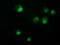 Nicotinamide Nucleotide Adenylyltransferase 1 antibody, TA502219, Origene, Immunofluorescence image 