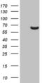 3'-Phosphoadenosine 5'-Phosphosulfate Synthase 2 antibody, MA5-26843, Invitrogen Antibodies, Western Blot image 