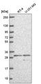 Solute Carrier Family 25 Member 5 antibody, HPA071684, Atlas Antibodies, Western Blot image 