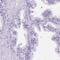 Chromosome 7 Open Reading Frame 57 antibody, PA5-54372, Invitrogen Antibodies, Immunohistochemistry frozen image 