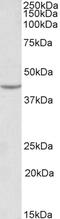 VEGF antibody, STJ72887, St John