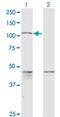 Protocadherin Gamma Subfamily C, 5 antibody, MA5-22245, Invitrogen Antibodies, Western Blot image 