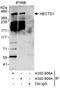 HECT Domain E3 Ubiquitin Protein Ligase 1 antibody, A302-909A, Bethyl Labs, Immunoprecipitation image 