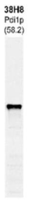 Prolyl 4-Hydroxylase Subunit Beta antibody, NBP1-05391, Novus Biologicals, Western Blot image 