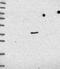 FCH And Double SH3 Domains 1 antibody, NBP1-91894, Novus Biologicals, Western Blot image 