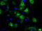 GLGB antibody, LS-C114918, Lifespan Biosciences, Immunofluorescence image 