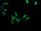 Arginine Vasopressin Receptor 1A antibody, LS-C680186, Lifespan Biosciences, Immunofluorescence image 