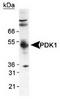 PDK1 antibody, TA301454, Origene, Western Blot image 