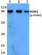 MDM2 Proto-Oncogene antibody, A00054S166, Boster Biological Technology, Western Blot image 