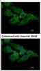 Makorin Ring Finger Protein 2 antibody, NBP2-17301, Novus Biologicals, Immunocytochemistry image 