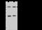 SAT antibody, 202934-T46, Sino Biological, Western Blot image 