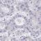 Autophagy Related 9A antibody, HPA059551, Atlas Antibodies, Immunohistochemistry frozen image 