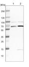 Reticulophagy Regulator Family Member 3 antibody, NBP1-85053, Novus Biologicals, Western Blot image 