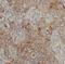 Putative latherin antibody, FNab04707, FineTest, Immunohistochemistry frozen image 