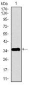 PPY antibody, GTX60662, GeneTex, Western Blot image 
