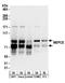 7SK snRNA methylphosphate capping enzyme antibody, A304-184A, Bethyl Labs, Western Blot image 