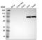 Complement Component 4 Binding Protein Alpha antibody, HPA000926, Atlas Antibodies, Western Blot image 