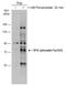 ATK antibody, GTX133591, GeneTex, Western Blot image 