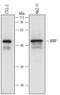 Ribp antibody, AF6265, R&D Systems, Western Blot image 